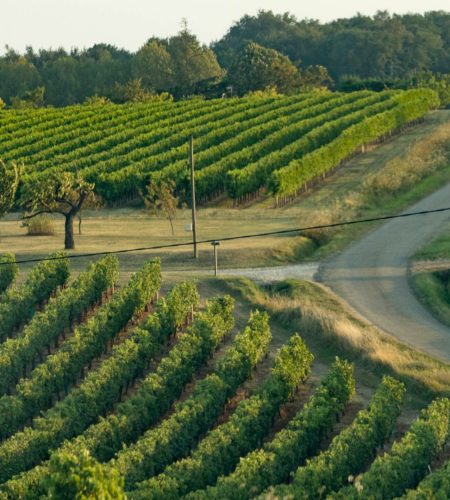 A Look Into Our Wines